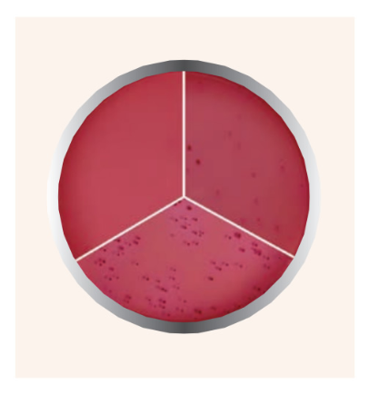 AGAR BILIS ROJO VIOLETA 450G
