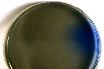 AGAR CITRATO DE SIMMONS 100G