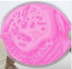 AGAR ENDO 450G
