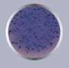 AGAR M FC 500G