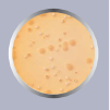 CALDO LACTOBASILOS MRS 500G
