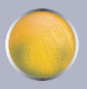 AGAR TCBS 500G