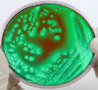 AGAR BG SULFA 500G