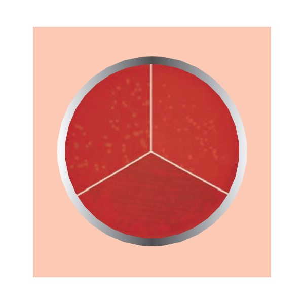 BASE AGAR SANGRE 450G