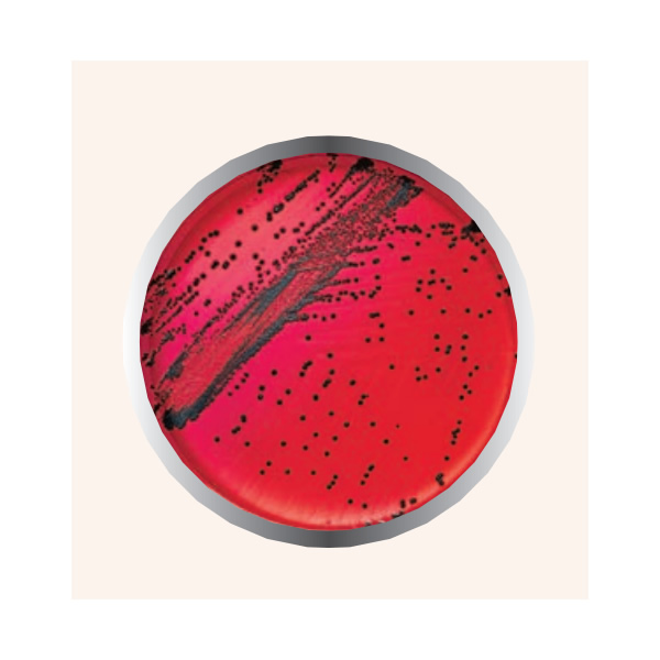 AGAR XLD 450G