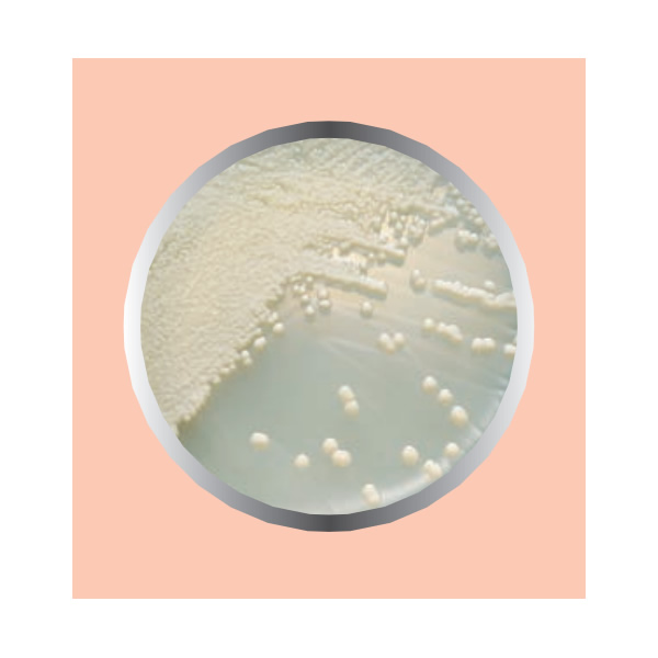 CALDO DEXTROSA SABOURAUD 450G